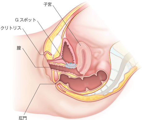 巨根になる方法を5つ紹介します。ペニスをデカくしたい男性、必見！ | VOLSTANISH