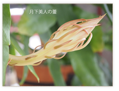 月下美人の成長 ～ 苗植付けから開花: くるくるちゃっちゃ