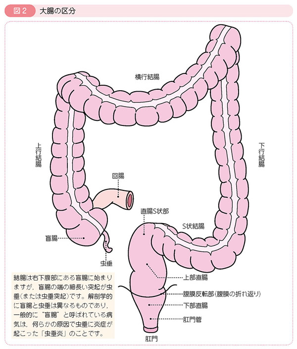 2.大腸がんの治療について｜がんの先進医療｜蕗書房