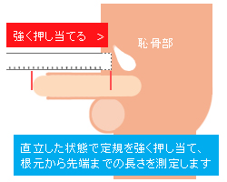 現役医師が解説】家にある身近なものでペニスサイズを簡単測定できる？ – メンズ形成外科 | 青山セレス&船橋中央クリニック