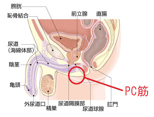 190818][アトリエDr.HEAD'S]脳イキASMR2 | 脳イキを仕込まれた強気DK1が特定ワードに反応してイキまくり！