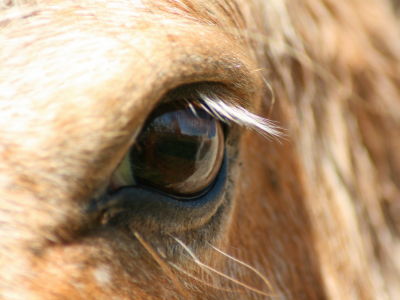 野生馬の営み 写真素材 [