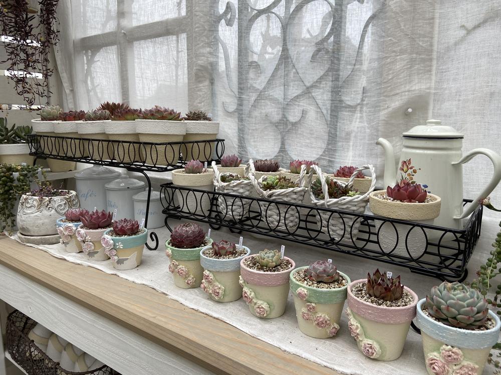多肉植物を棚に飾ろう！「多肉棚」でおしゃれにディスプレイ！🍀GreenSnap グリーンスナップ
