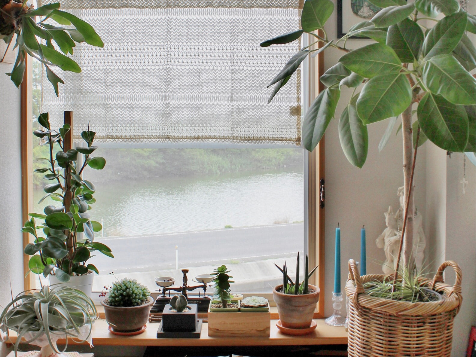 寝室に置くと幸せになれる観葉植物とは？風水のおすすめはこれ！諒設計 りょう アーキテクトラーニング