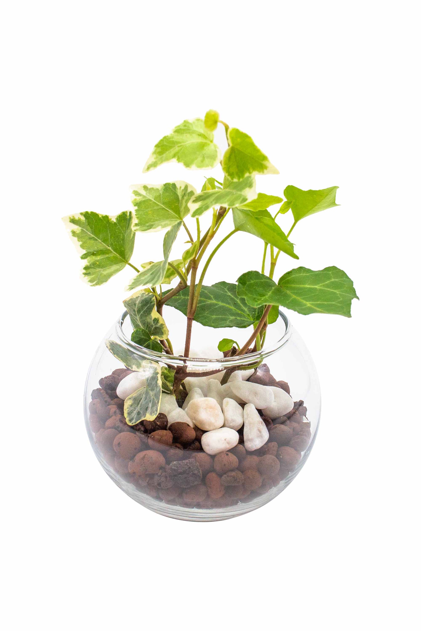 アイビー ヘデラ は風水的に良くない？運気をあげる飾り方とは