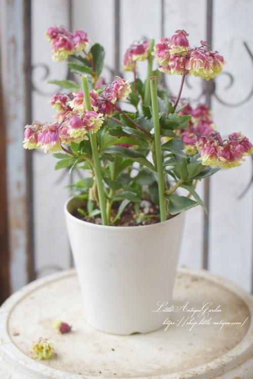 寒いのでお部屋でお花見ませんか？ カランコエ エンゼルランプ つぼみの姿から可愛いですよ♡カランコエ エンゼルランプ カランコエエンゼルランプインドアグリーンのある暮らし陽春園 宝塚 園芸店