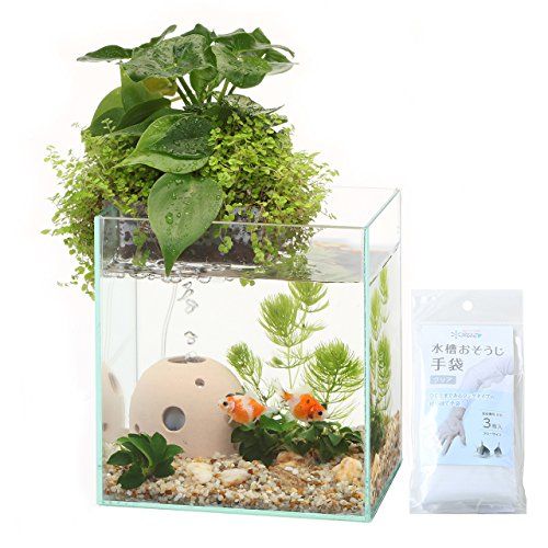 初心者でも始めやすい！おしゃれなインテリア水槽で始める癒しのアクアリウム生活お役立ち情報 アクアリウムスペクトラム ブランズ ジャパン株式会社 旧テトラ ジャパン株式会社