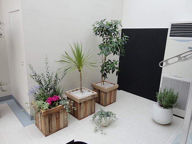 2025 玄関に置きたい観葉植物11選。幸運を呼ぶおしゃれな植物と飾り方のコツ