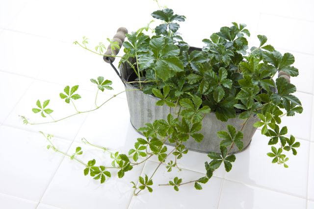 玄関に置いてはいけない観葉植物の特徴！風水効果で運気を上げる植物も