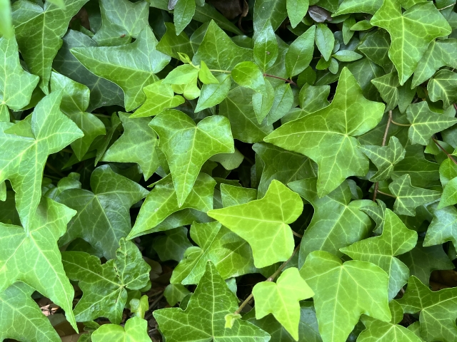 芝生の代わりにおすすめなグランドカバー3選人工芝がおすすめな理由も人工芝ドットコム