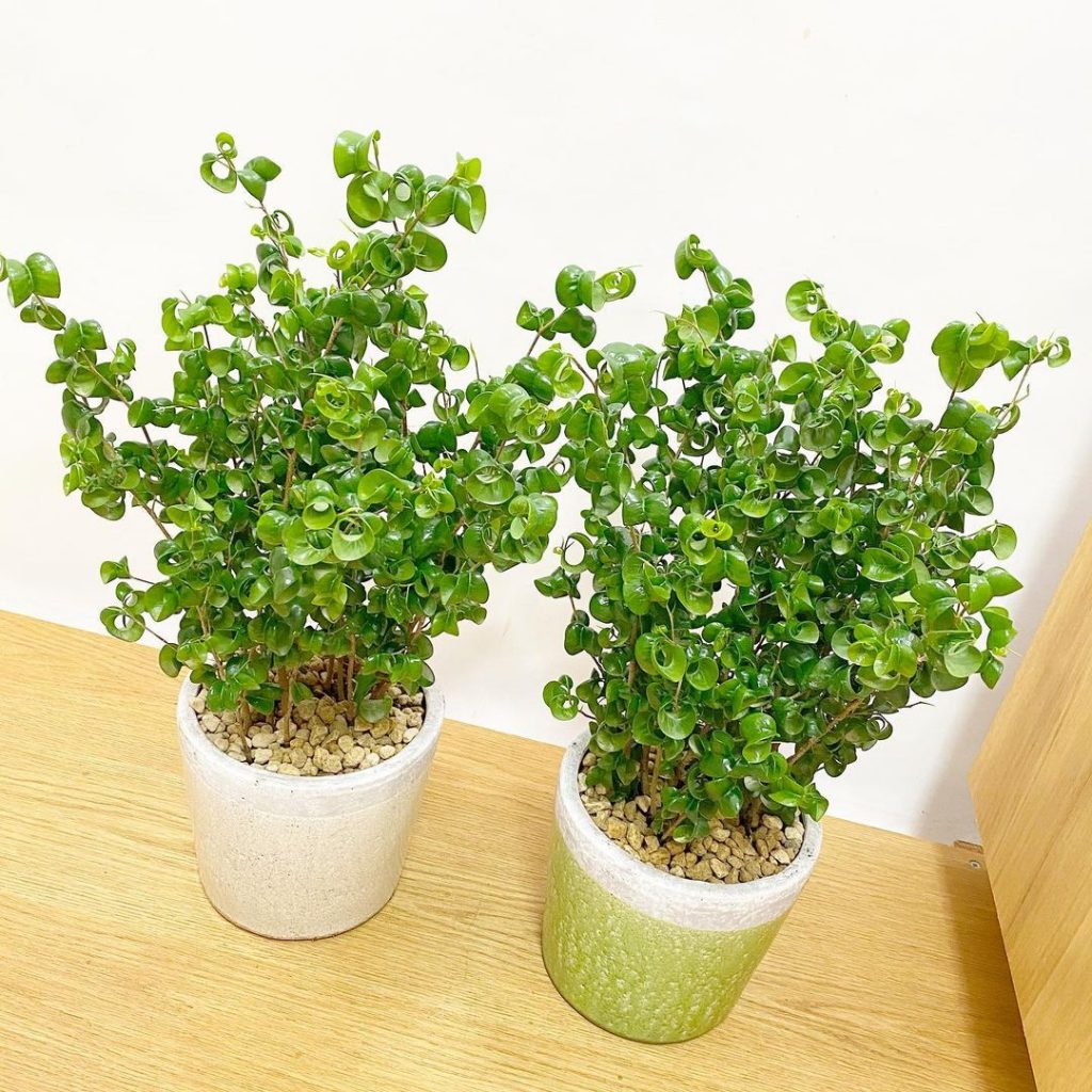 玄関に置くと幸運を呼ぶ観葉植物風水・日陰別・インテリア例観葉植物・お花の通販 AND PLANTSアンドプランツ