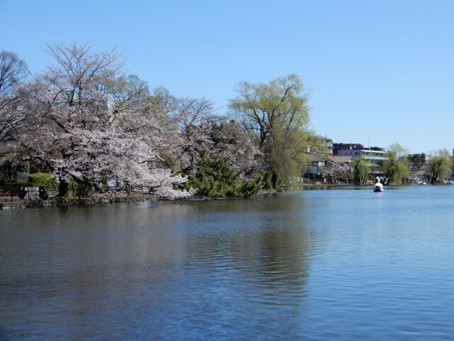 石神井公園｜公園へ行こう！