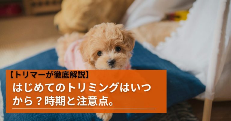 鹿児島市城山町 ドッグサロン ニーノニーナ様 店舗内装工事完成株式会社サイコウ