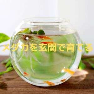 小さな水槽 円筒形アクリル水槽 複数サイズ L楽天市場 卓上 水槽 アクアリウム ミニ水槽 金魚鉢 おしゃれ かわいい ナチュラル ベタ水槽 円柱丸形 熱帯魚 コンパクト 回る 回転 北欧 オフィス ベッドルーム 玄関 リビング プレゼント 引っ越し 祝い : musouka楽天市場店