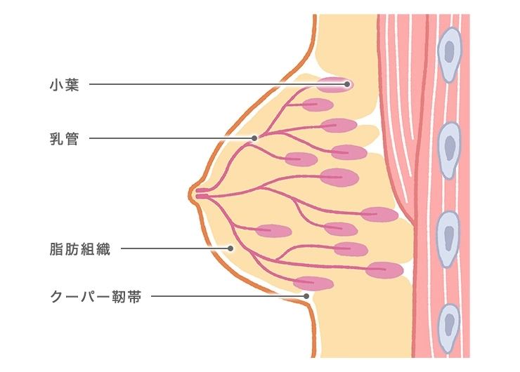 脂肪の寄せ集め」ではなく、おっぱいの「自活力」を育てる方法 『大人のための神乳のつくり方』 | BOOKウォッチ