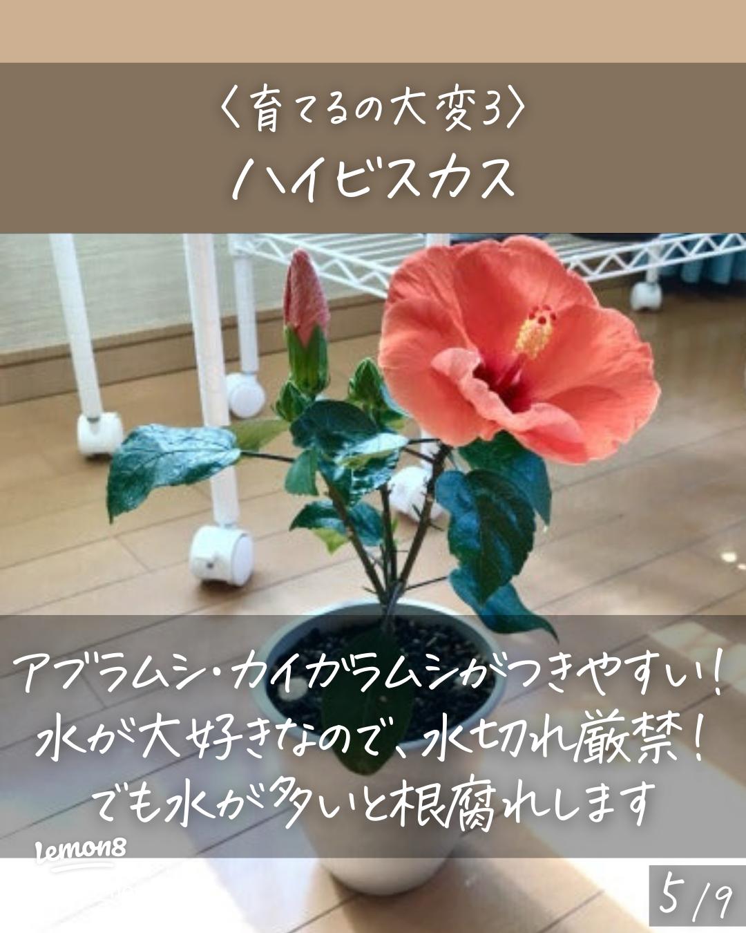 ガーデニング 室内で育てる多年草。人気の鉢花 6選 初心者必見！ゆうゆうtime