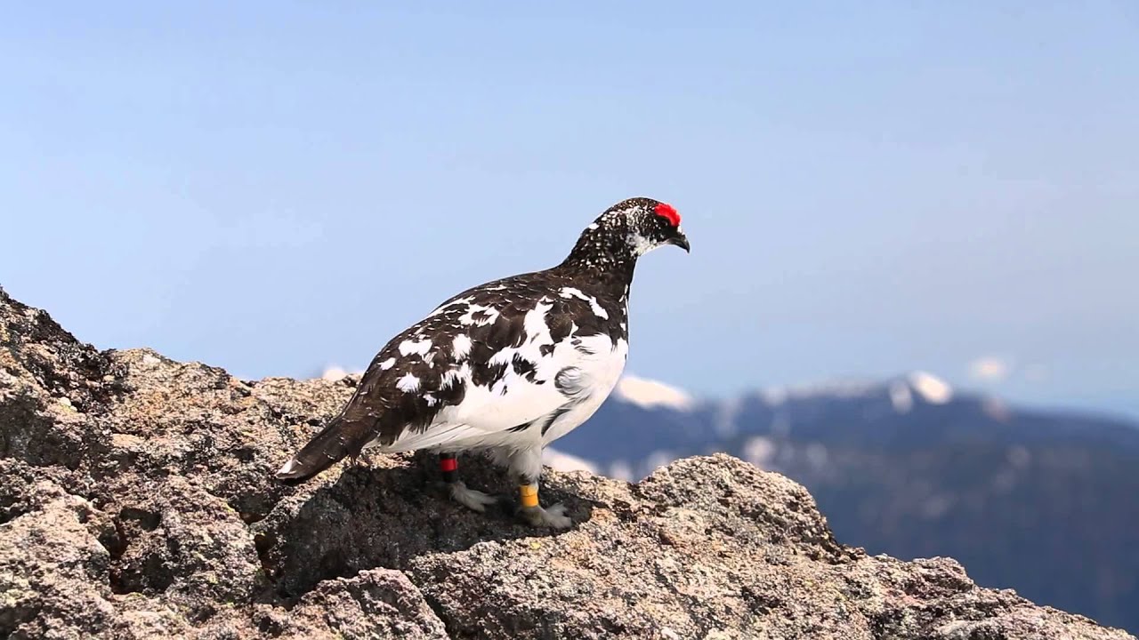 いしかわ動物園で人懐こいライチョウと初対面 | ここは鳥地方－作ろう！鳥との暮らし