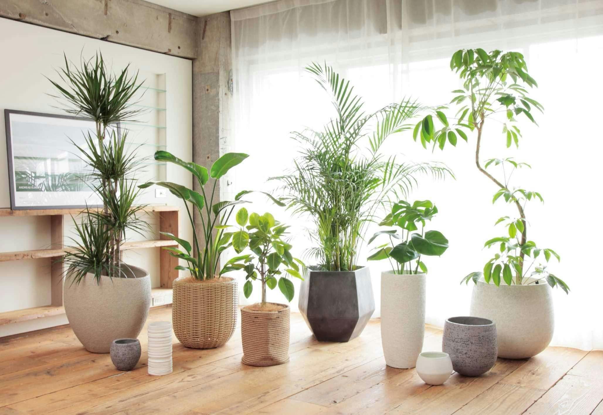 キッチンの観葉植物！セットで選んでファンタスティック空間にひとはなノート