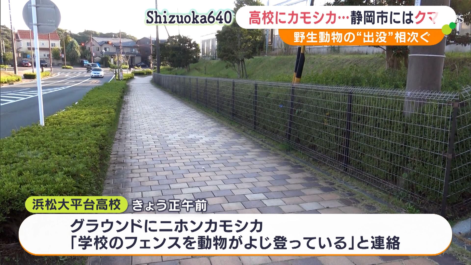 イノシシ？足がスラっとしているなって…」生徒騒然 高校の校庭にニホンカモシカが！キャベツ畑にはクマの親子が…止まらぬ野生動物の出没｜静岡新聞アットエス