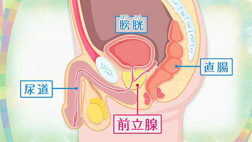 前立腺オナニー（アナニー）とは？危険な6つの理由も解説【医師監修】 | 新橋ファーストクリニック【公式】