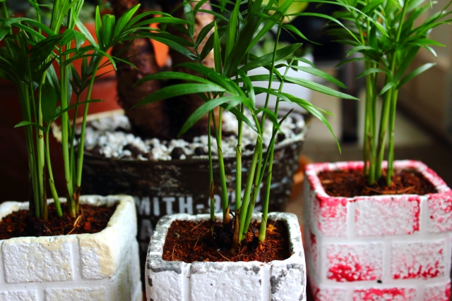 テレビ横で観葉植物が枯れるのを防ぐ！簡単な手入れ方法