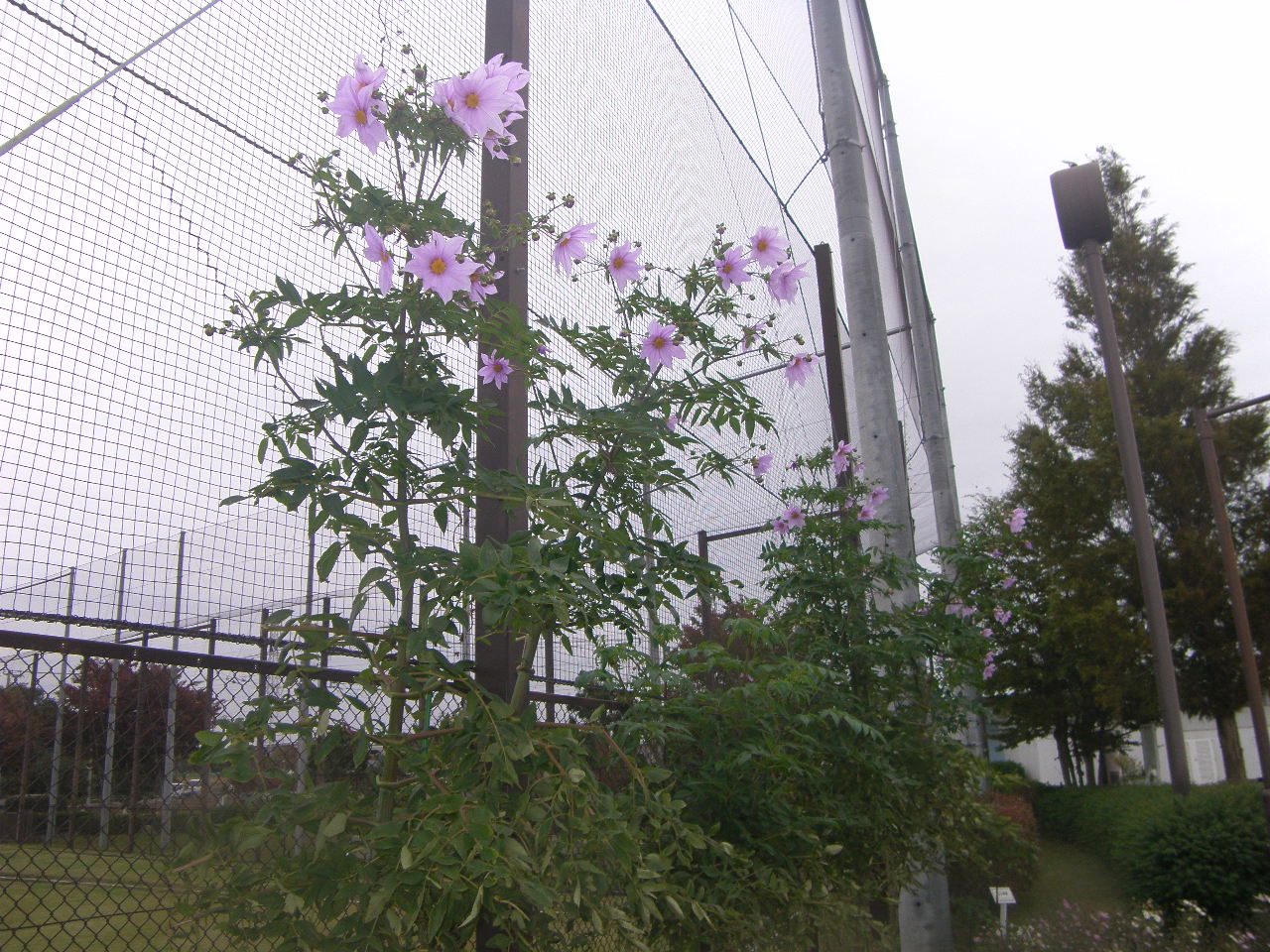 ダリア(埼玉県東松山市)の賃貸物件建物情報(賃貸アパート)【ハウスコム】