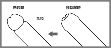 富山県／男の子のからだの悩み