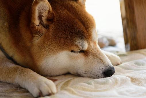 獣医師執筆】犬が一緒に寝たがるのはなぜ？犬と一緒に寝てもいい？獣医師が詳しく解説 | EPARKペットライフ