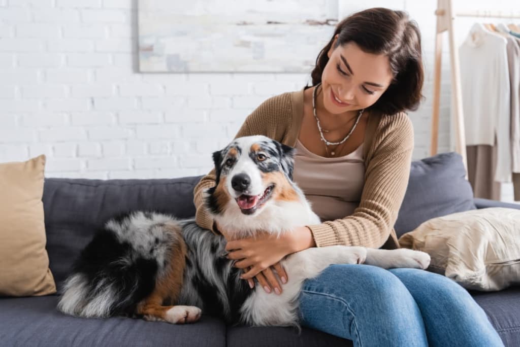 犬の寝る位置でわかる飼い主への気持ち6つ | ブリーダーナビ