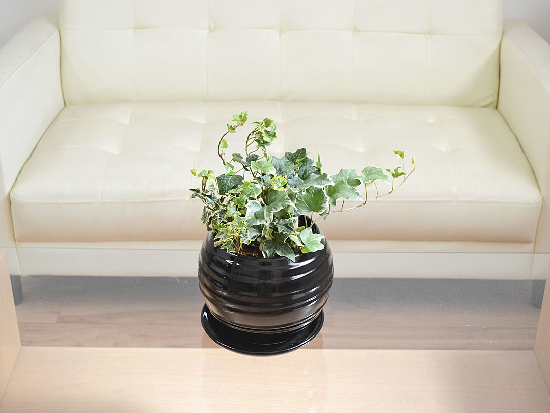 フェイクグリーン アイビー ディノスANAmall店