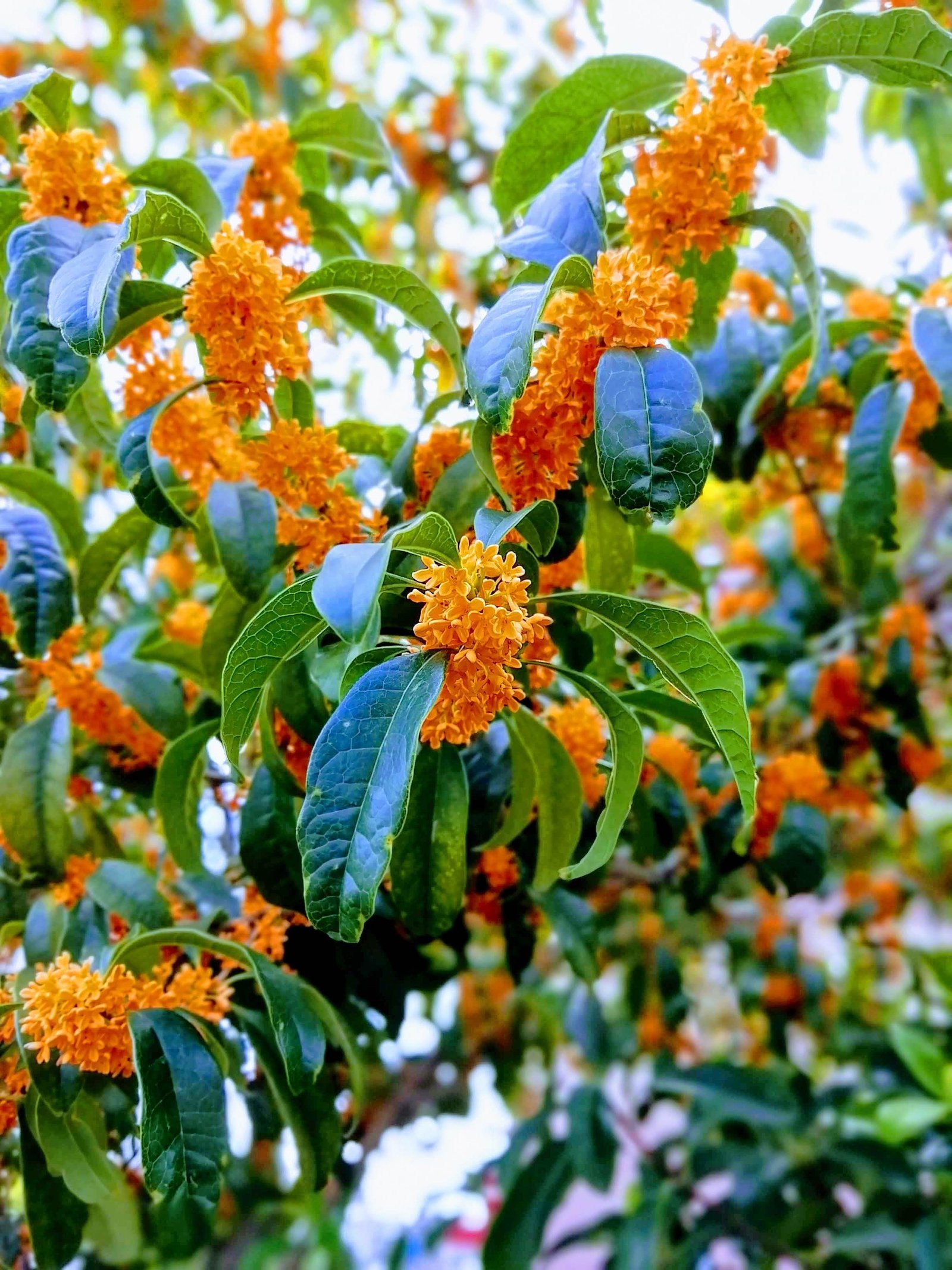 庭の花「金木犀：キンモクセイ」大阪府枚方市の写真素材 [25654281] -