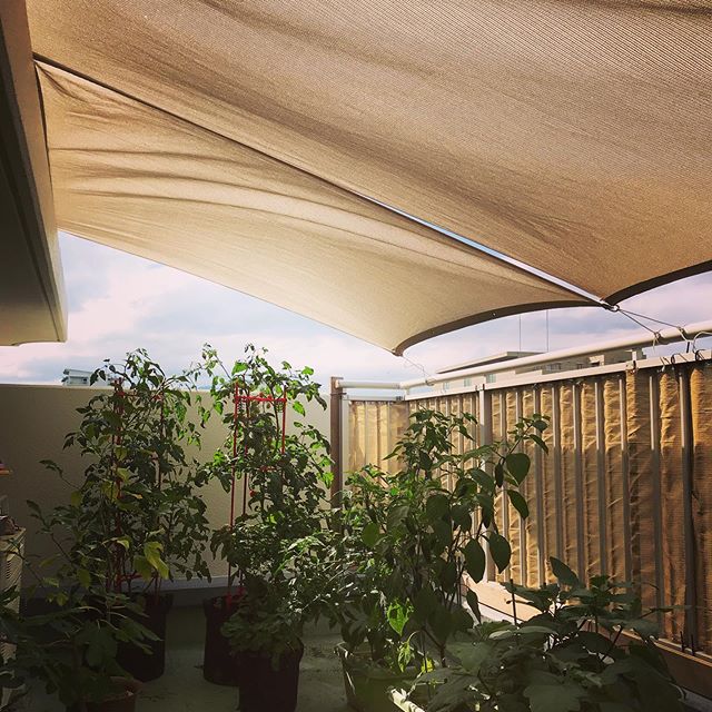 シェード バルコニー 目隠し 日除け シェード オーニング サンシェード バルコニーシェード 5ｍ 目隠し ベランダ 簡単設置 カット可能 屋外カーテン 目かくし 紫外線 UV対策 シート フェンス ベランダ 日よけ 節約 節電 よしず 洋風 送料無料ブロッサムヨーグルト 楽天市場店
