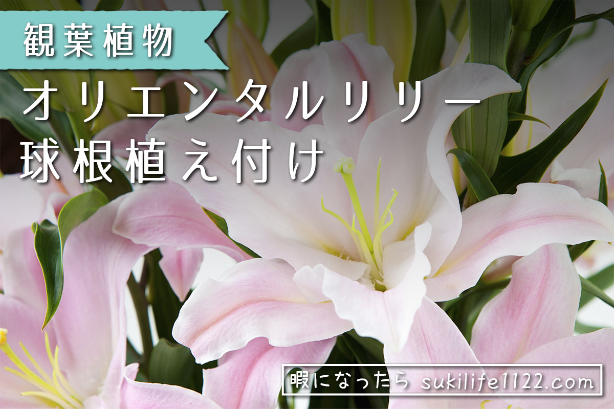 生花】八重オリエンタルユリ ディアンサなど(ピンク系八重)【OT】 - 花材通販はなどんやアソシエ