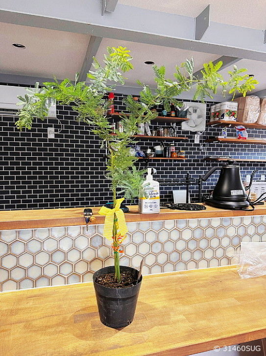 カフェ風 カウンタ