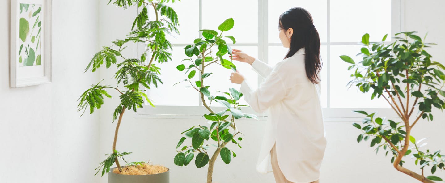 ポイント2倍☆マラソン期間 ストレリチア オーガスタ 大型 観葉植物 8号鉢 Lサイズ1個 リビング オフィス 事務所 インテリア 大型 おしゃれ初心者 育てやすい ガーデニング 御祝 お祝い 新築祝い 引越し祝い 結婚祝い プレゼント 人気 品種 送料無料 即納