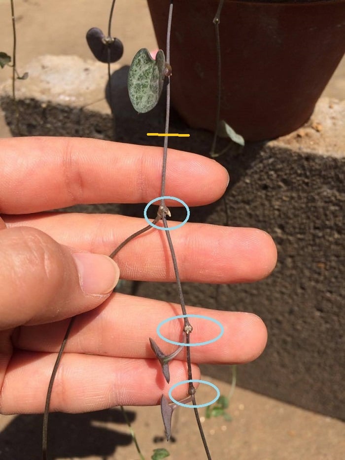 ハートカズラとは？その種類や特徴と増やし方などの育て方をご紹介！BOTANICA