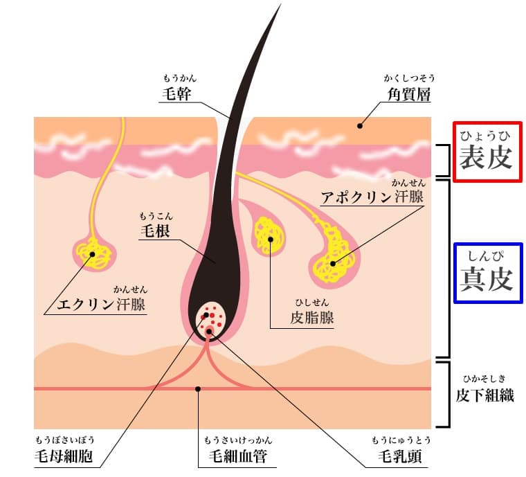 事実】髭を抜くと生えなくなる？髭が薄くなる？それは嘘です…。 - やってみたブログ