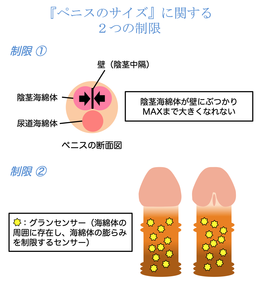 ペニスサイズの測定