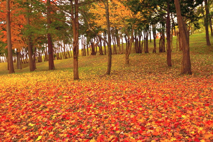 2024】 兵庫で穴場の紅葉スポット9選！お寺やドライブ満喫コースも紹介 -