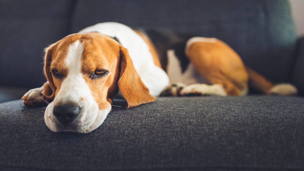 愛犬が手を舐めてくるのはなぜ？しつこいときのやめさせ方も【ドッグトレーナー監修】 | INUNAVI（いぬなび）