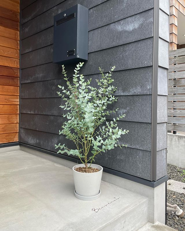 玄関に置いてはいけない観葉植物の特徴！風水効果で運気を上げる植物も