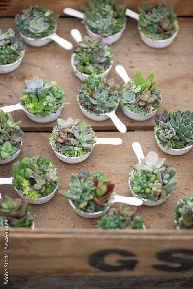 Irie Plan アイリープラン- 溢れてきた多肉・観葉植物を ディスプレイする 棚を久しぶりにDIY〜♪ アンティークペイントが楽しい＊DIYアンティークインテリアナチュラル什器棚ラックハンドメイドハンドメイド好きさんと繋がりたいアクセサリー