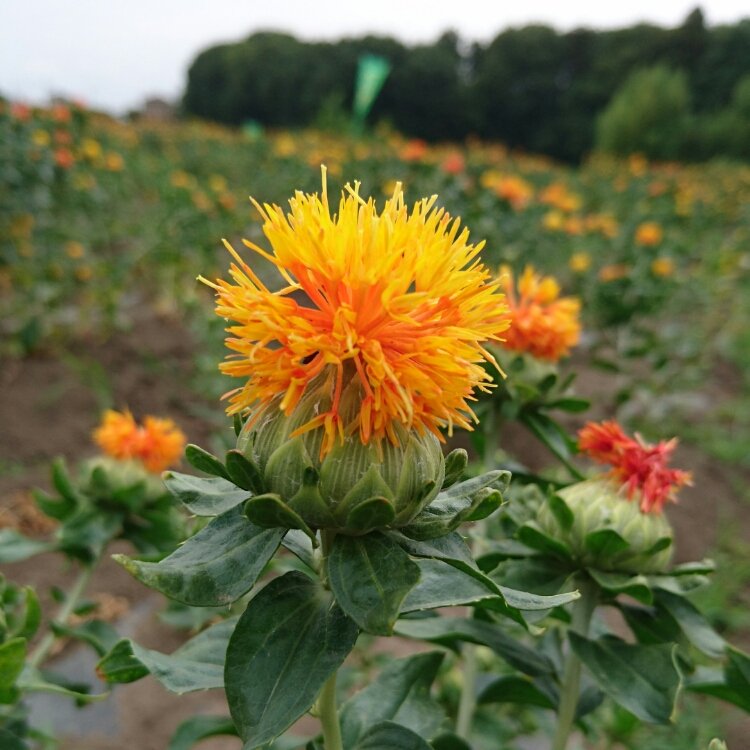 ホテルシーズ 桶川(埼玉県桶川市) - サウナイキタイ