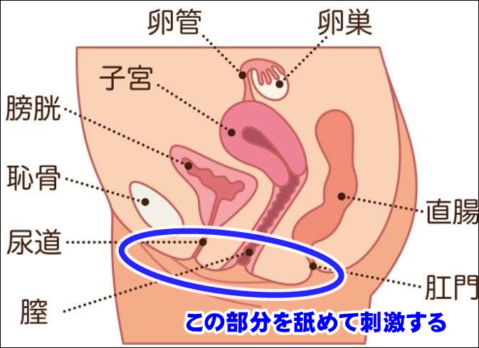 クンニ初心者向け】風俗嬢が本当に悦ぶ気持ちいいクンニのやり方│【風俗求人】デリヘルの高収入求人や風俗コラムなど総合情報サイト | 