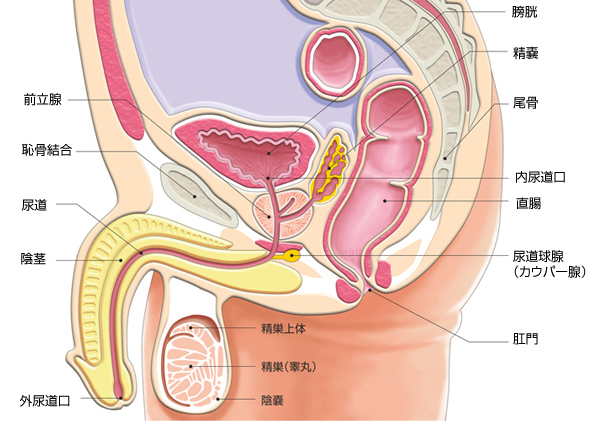 陰茎と陰嚢の手術の解説図（東京陰茎クリニック提供） | 著者 :