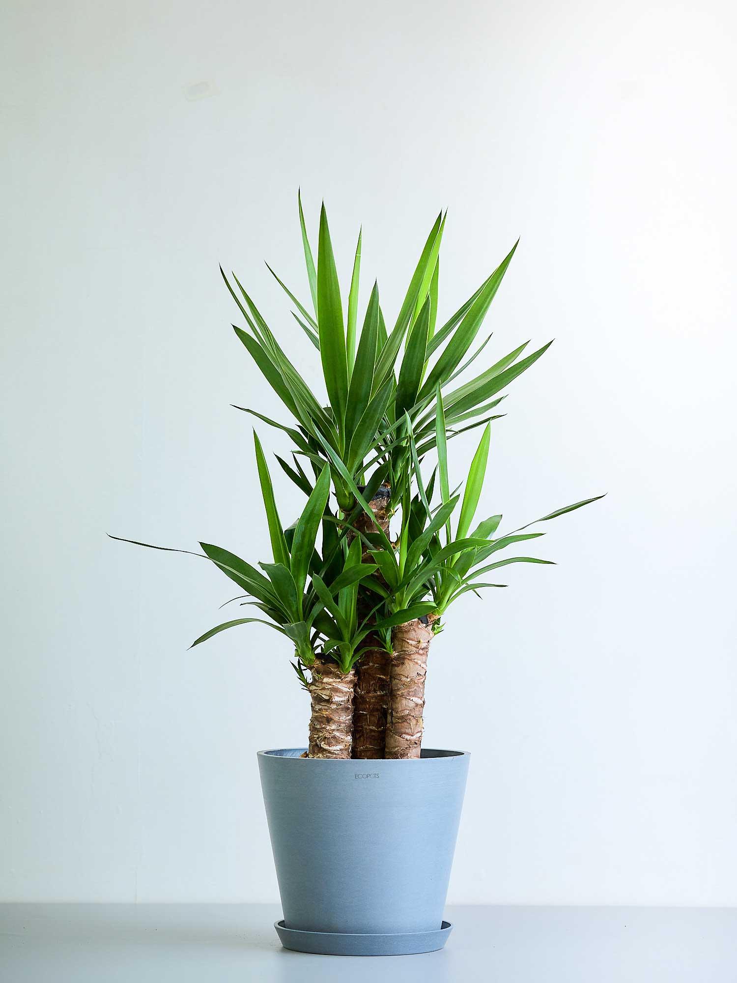 新年の運気爆上げ！玄関に置いて運気アップ！観葉植物5選