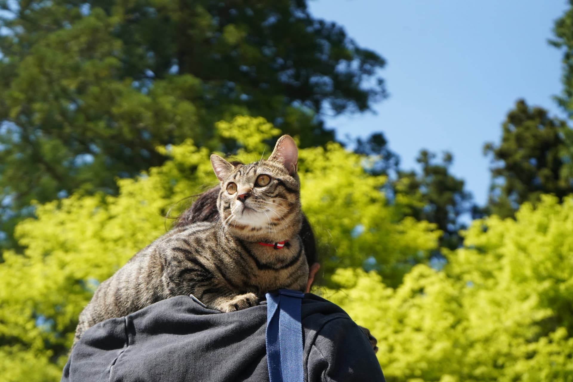 犬 うつ伏せの写真素材｜写真素材なら「写真AC」無料（フリー）ダウンロードOK