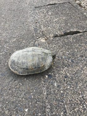 もしもしカメよ～🐢カメさんよ～ | ワーカーズ・コレクティブくれよん