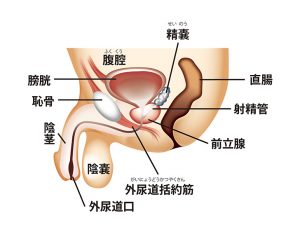 メスイキ注意！悶絶するほど気持ちいい前立腺オナニーのやり方を解説 | 風俗部