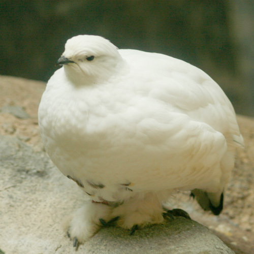 神の鳥“ニホンライチョウ”を絶滅から救え！｜SUNTORY（サントリー）